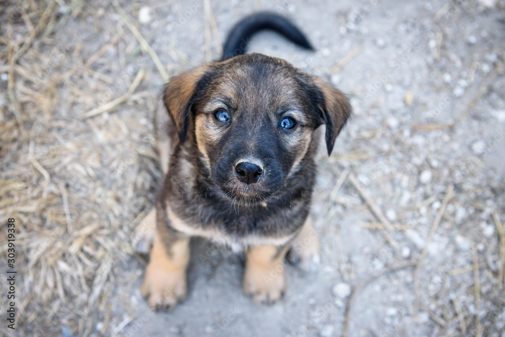 A small cute puppy plaintively looks up. Small pet-the concept of stray  dogs. Stock Photo | Adobe Stock