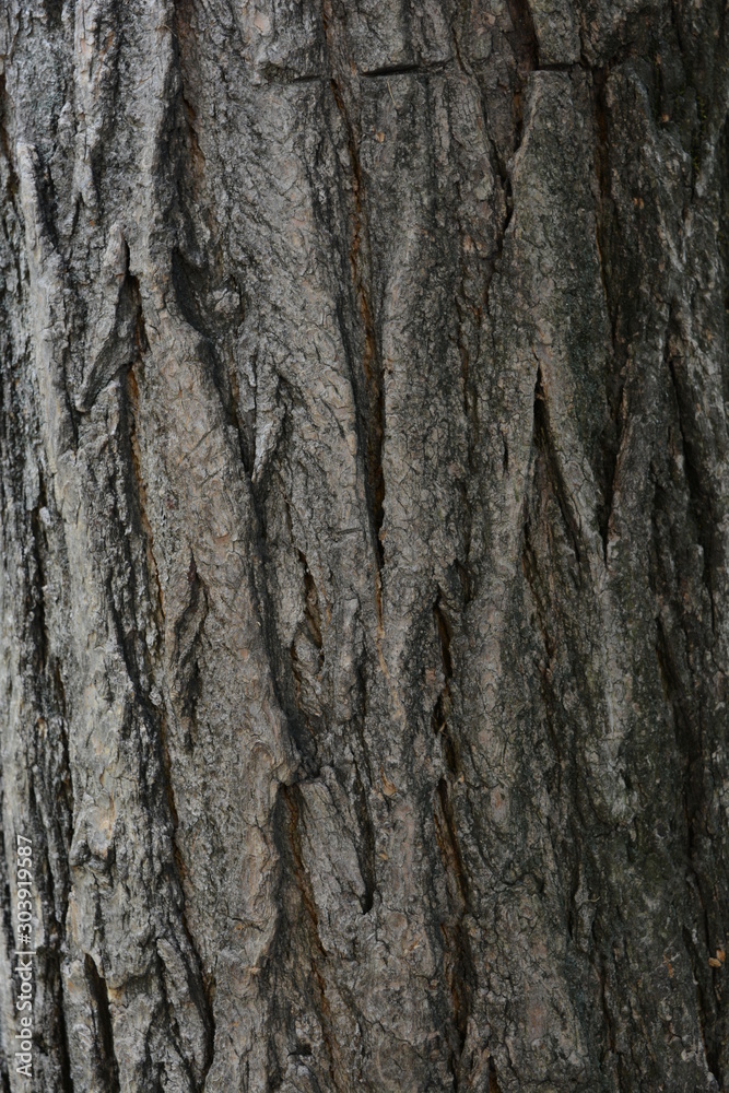 Sophora japonica tree. Bark of tree. Tree trunk. Acacia. Natural Background. Sophora japonica tree. Bark of tree. Tree trunk. Acacia. Natural Background.
