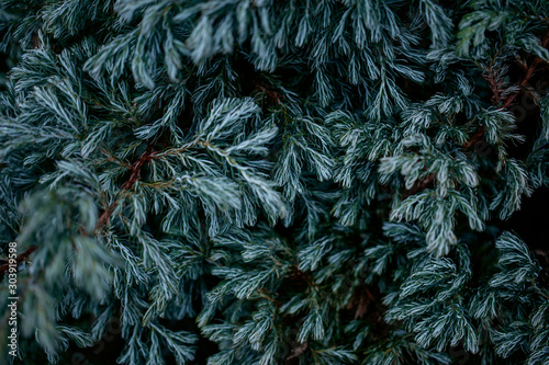Conifer. Defocused green background. Close-up  copy space.