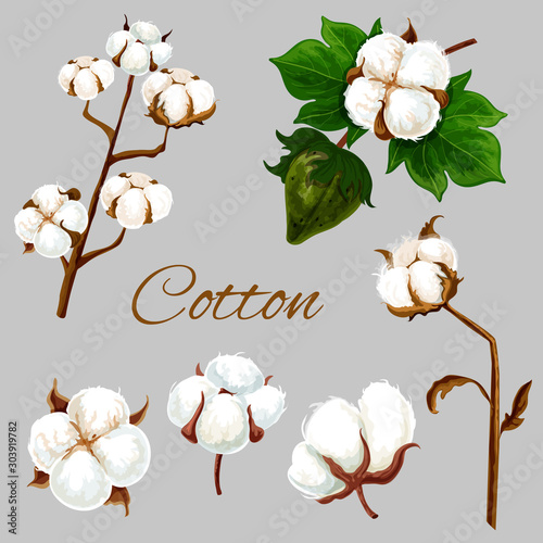 Natural cotton flower, plant buds and leaf