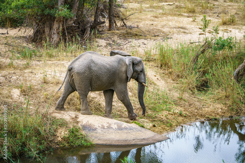 Fototapeta premium elephant in kruger national park, mpumalanga, south africa 28