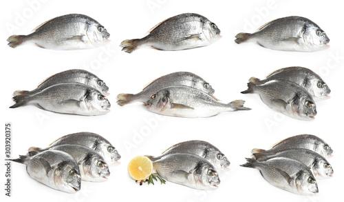 Set of fresh raw dorada fish on white background