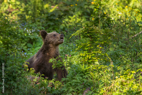 Young brown bear in the forest.