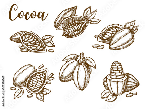 Cocoa beans, cacao pod plant, vector sketch