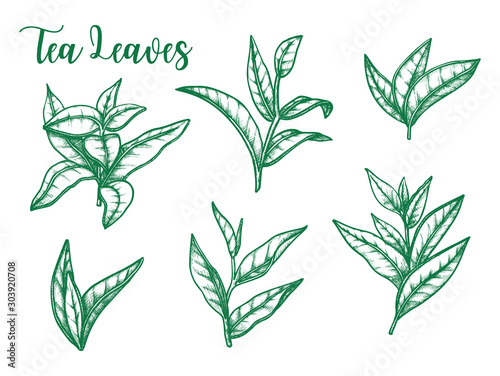 Green tea leaf vector sketch, tea package design