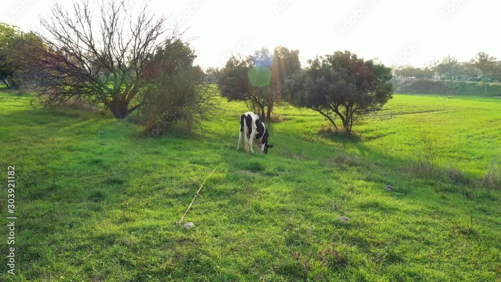 Black And White Cow Feeding In The Meadow. This stock footage features black and white cow grazing on a pasture.. Black And White Cow Feeding In The Meadow. This stock footage features black and white cow grazing on a pasture..