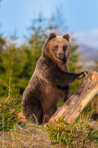 European Brown Bear in a forest landscape. © Ivan