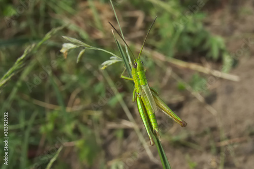 Grasshopper (Chrysochraon dispar) male