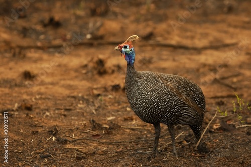 The helmeted guineafowl (Numida meleagris) in a dry savanna of south Africa.