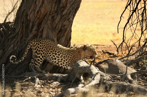The African leopard (Panthera pardus pardus) after hunt with death wildebeest.