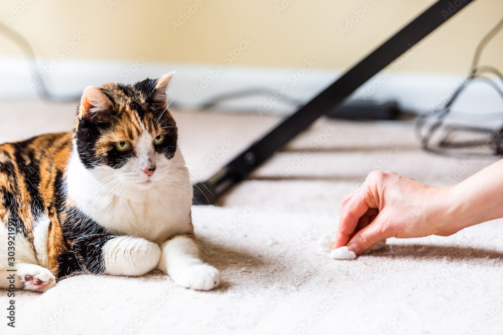 Φωτογραφία Calico cat guilty face funny humor on carpet inside indoor house home with hairb