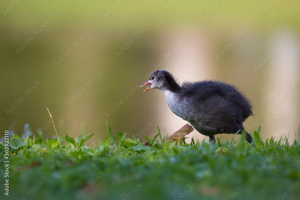 A young Eurasian Coot chick (Fulica atra) also known as Common Coot A young Eurasian Coot chick (Fulica atra) also known as Common Coot