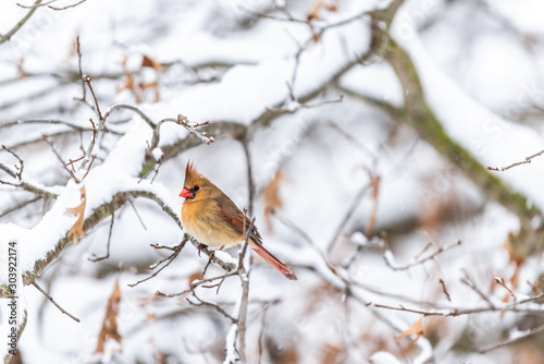 Closeup of one female red orange northern cardinal Cardinalis bird perching on tree branch during winter snow in northern Virginia