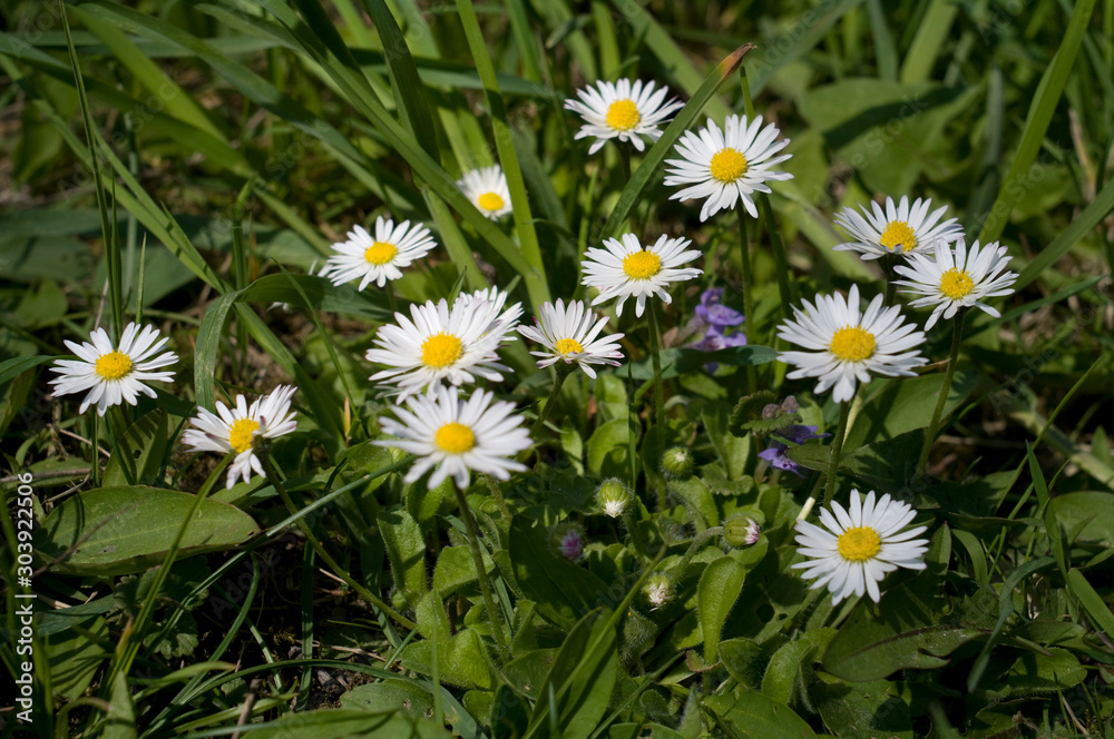 wild chamomile