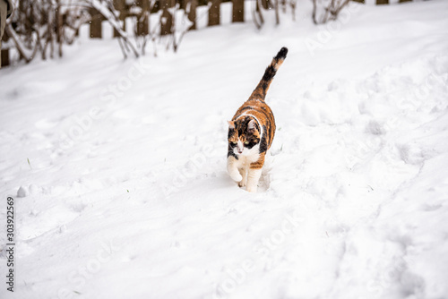 Fototapeta Naklejka Na Ścianę i Meble -  Calico short hair cat outside in backyard during snow snowing snowstorm by wooden fence in garden walking curious exploring cold winter weather