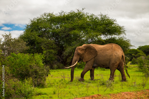 .African elephant with elephant baby in the wild in the savannah in africa. Elephants on the background of African flora in Kenya national park