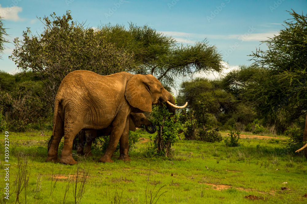 Fototapeta premium African elephant mother with the elephant baby in the wild in the savannah in africa.