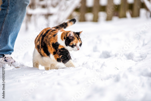 Calico closeup of curious cat by owner outside in backyard during snow snowing snowstorm by wooden fence in garden walking exploring cold winter weather