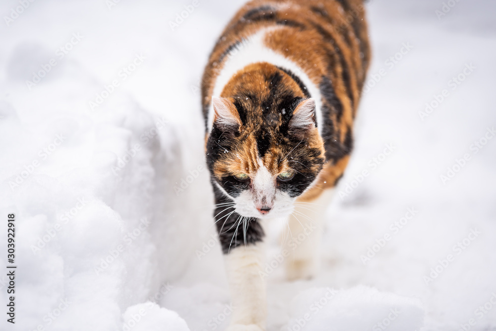 Obraz na plátně Closeup of kitty high angle view outside in backyard during snow snowing snowsto