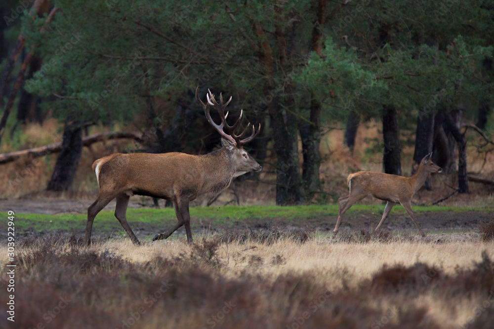 Obraz premium red deer, Cervus elaphus