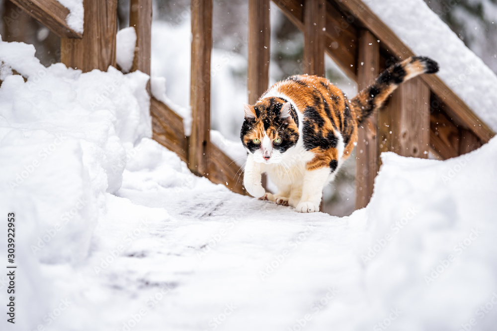 Εκτύπωση καμβά Calico cat kitty outside in backyard during snow snowing snowstorm by wooden fen