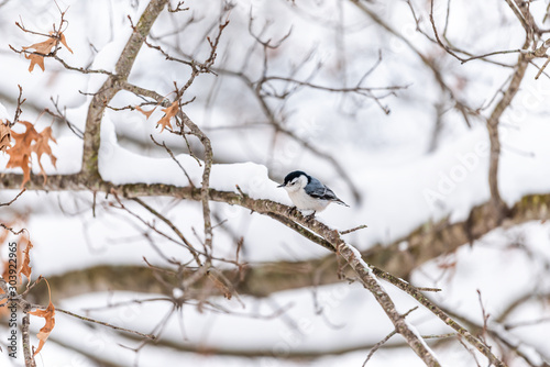 White-breasted nuthatch single bird on tree during winter snowflakes snow covered oak tree in Virginia white background autumn winter or spring photo