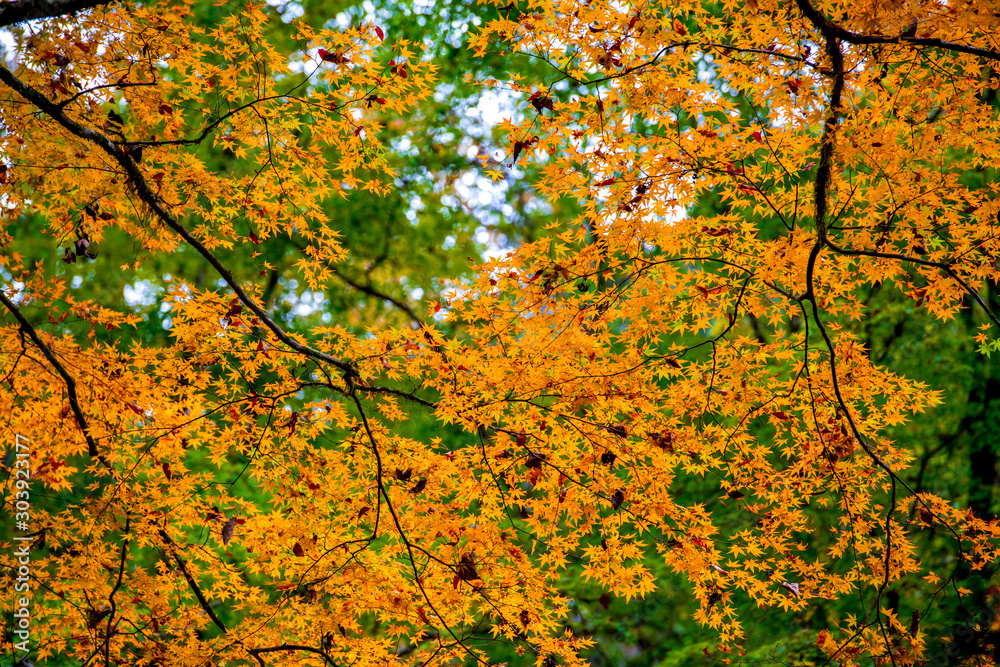 菊池渓谷の紅葉