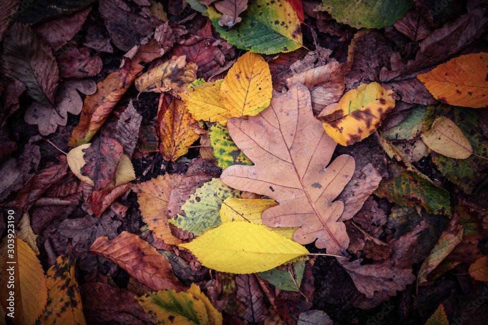 Nice yellow orange red leaves nature background abstract macro close up autumn Nice yellow orange red leaves nature background abstract macro close up autumn
