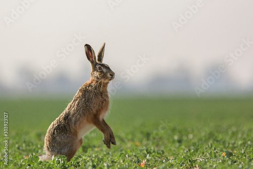 European hare, Lepus europaeus, looking around dangerous © Ivan