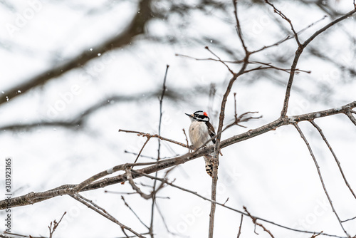 Virginia winter season weather and male downy woodpecker perching on tree branch with blurry background of snow