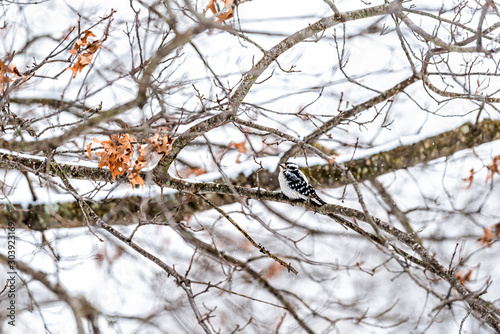 Virginia winter season and female downy woodpecker perching on oak tree branch with blurry background of snow