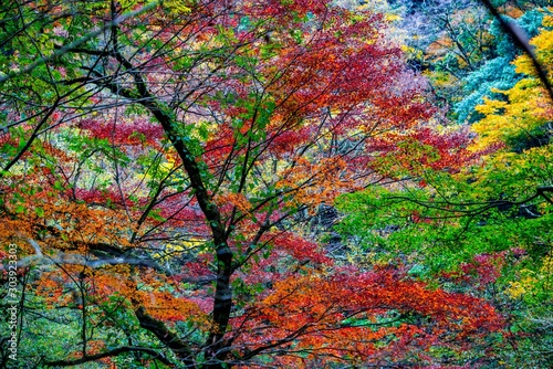 菊池渓谷の紅葉 © chameleon