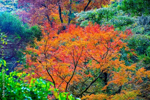 菊池渓谷の紅葉