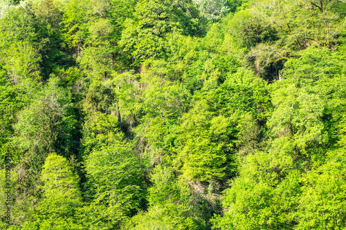 Thick green forest on the hillside. Spring colors in the mountain forest.