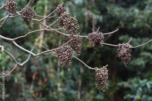 Japanwse wax tree fruits / Japanese wax collected from Japanese wax tree fruits is used as a raw material for japanese candles,pomades,soaps,and crayons. photo