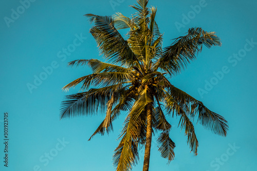 .top of a coconut tree bottom view with ripe coconuts and large green leaves against a blue cloudless sky in fine sunny warm weather in the tropics in Africa © Elena