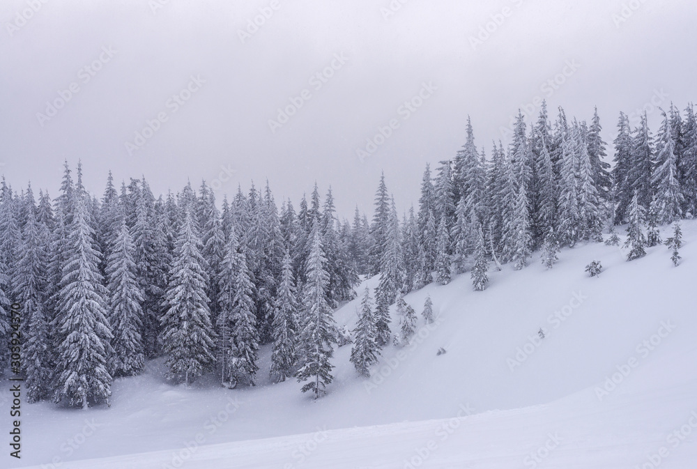 Naklejka premium Snow-covered trees on a hillside during a snowfall.