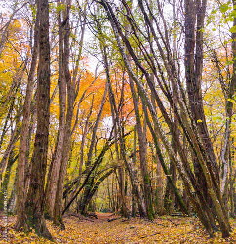 autumn in the forest