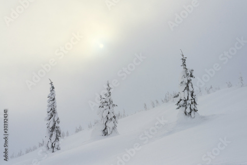 Snow-covered trees on a hillside during a snowstorm under the rising sun.