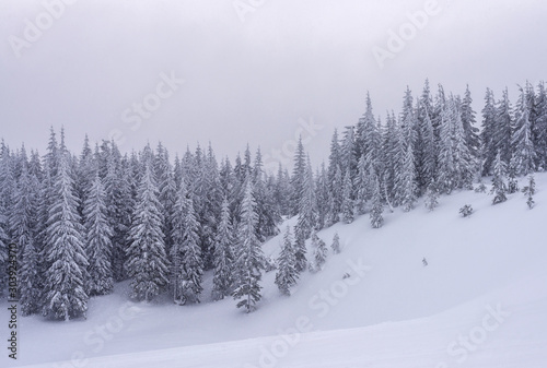 Snow-covered trees on a hillside during a snowfall.