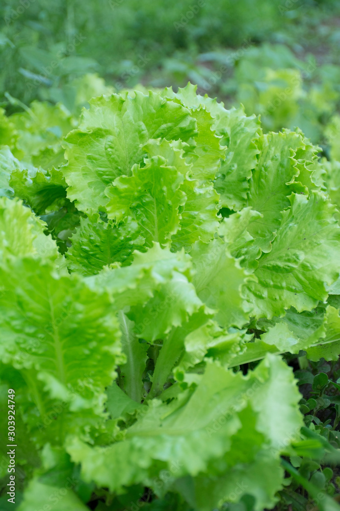 Fresh lettuce in the garden. Fresh red lettuce. Fresh lettuce in the garden. Fresh red lettuce.