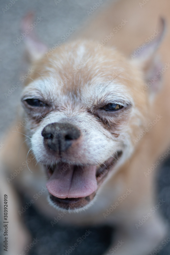 Close up chihuahua Close up chihuahua