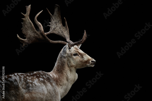 Close-up side view of a male fallow deer (Dama dama) looking right and isolated on black background photo
