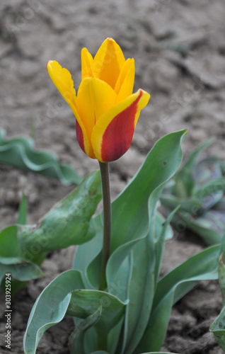 Spring flowering tulips kaufmanniana photo