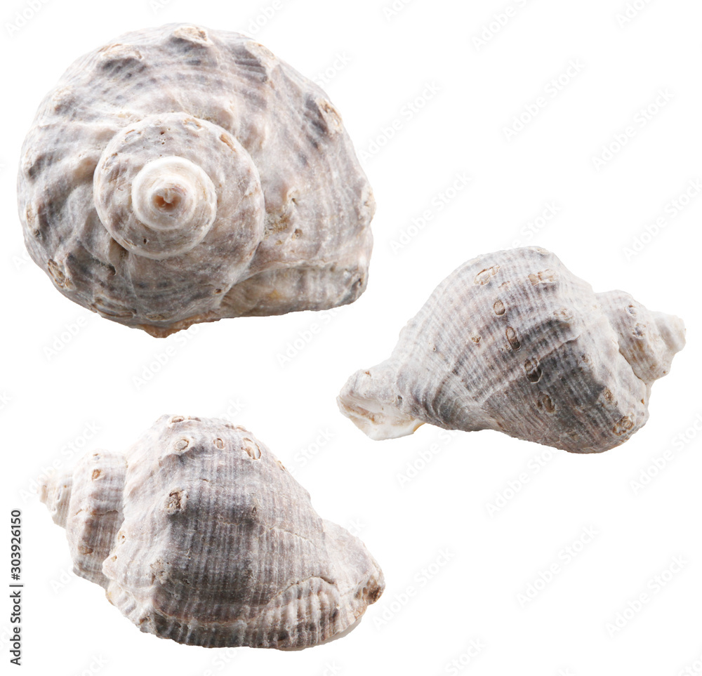 Close-Up Of Rapana Venosa Of White Background Close-Up Of Rapana Venosa Of White Background