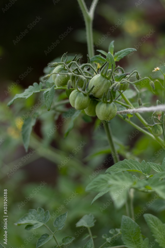 unripe tomatoes in a community garden unripe tomatoes in a community garden