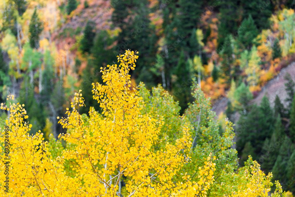 Aspen, Colorado rocky mountains foliage in autumn on Castle Creek scenic road with colorful yellow leaves on american aspen tree in foreground