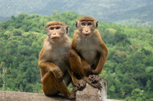 Two Toque Macaques (Macaca Sinica) In Green Jungle. Cute Wild Monkeys In Nature Habitat, Kandy, Sri Lanka, Asia. © Maya_parf
