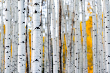 Colorado mountains foliage in autumn fall on Castle Creek scenic road with colorful yellow leaves on american aspen trees trunks forest in foreground