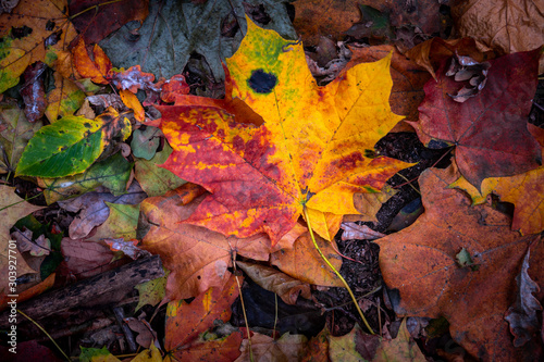 Nice yellow orange red leaves nature background abstract macro close up autumn